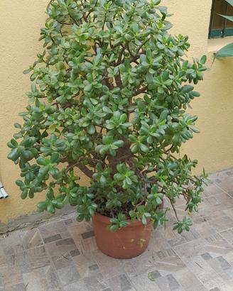 Pianta di Giada di 135 cm