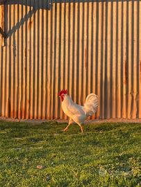 Galli e galline livornesi