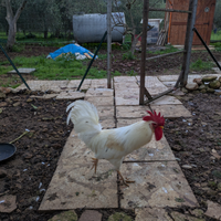 Gallo Livornese