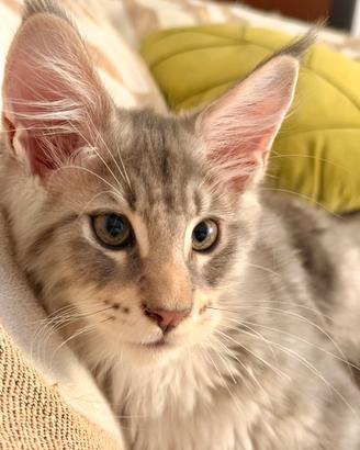 Cucciolo Maine Coon Blu Silver - Alta Genealogia