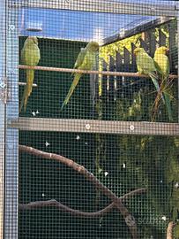 Coppia parochetti dal collare