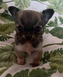 Chihuahua cucciola