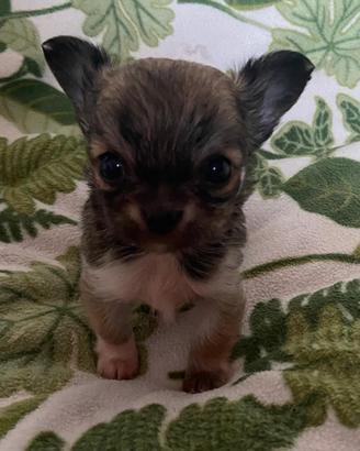 Chihuahua cucciola