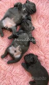 Meravigliosi bulldog francesi lilac