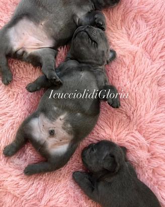 Meravigliosi bulldog francesi lilac