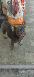 femmina bulldog francese