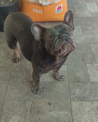 femmina bulldog francese
