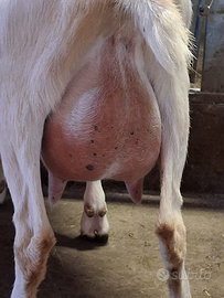 Capretti sanen impuri