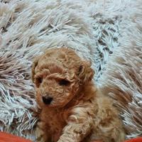 Maltipoo Toy