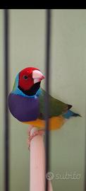 Diamanti del Gould