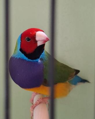 Diamanti del Gould
