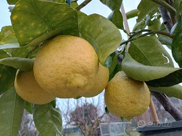 piante di agrumi in vaso