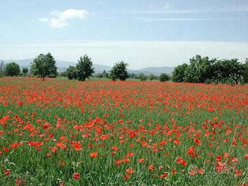 TERRENO AGRICOLO - Ponzano Veneto (TV)