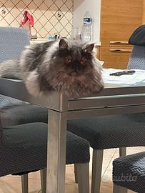 Gatta persiana per accoppiamento