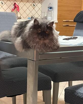 Gatta persiana per accoppiamento