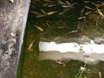 20 pesci guppy m/f
