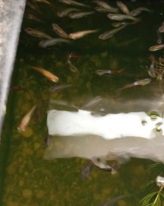 20 pesci guppy m/f