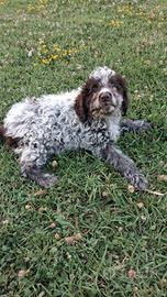 Lagotto romagnolo