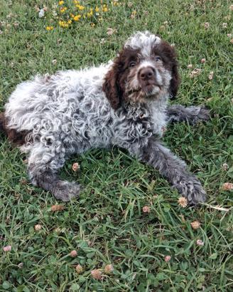 Lagotto romagnolo
