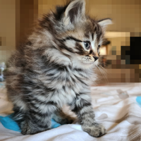 Disponibile Cucciolo di Gatto Siberiano(DENVER)