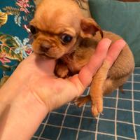 Incrocio Pechinese-Chihuahua