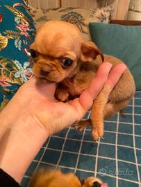 Incrocio Pechinese-Chihuahua