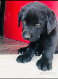 LABRADOR MASCHIO & FEMMINA BLACK 2 MESI