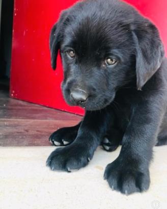 LABRADOR MASCHIO & FEMMINA BLACK 2 MESI