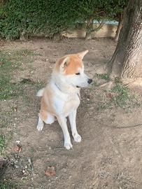 Akita Inu
