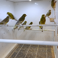 Spagnoletti Jaspe 2025