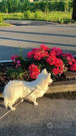 Giovane volpino italiano per accoppiamento