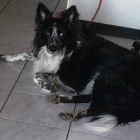 Border collie