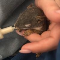 Cuccioli scoiattolo Rosso americano
