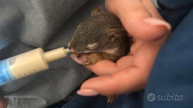 Cuccioli scoiattolo Rosso americano