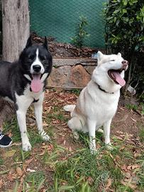 Cuccioli Siberian Husky con Pedigree