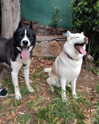 Cuccioli Siberian Husky con Pedigree