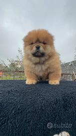 Chow chow femmina
