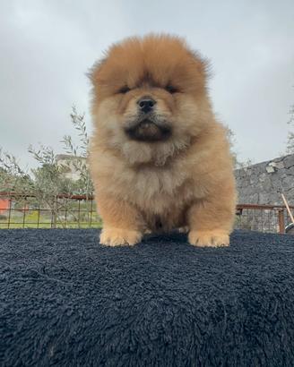 Chow chow femmina