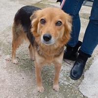 Cagnolina di taglia media piccola