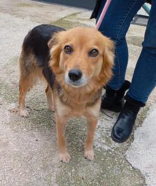 Cagnolina di taglia media piccola