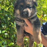 Cuccioli Pastore Tedesco