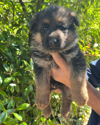 Cuccioli Pastore Tedesco