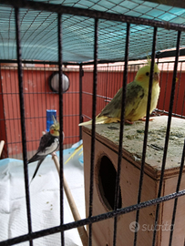 Pappagallo calopsite