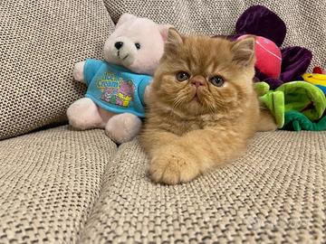 Gattino exotic shorthair
