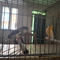 Coppia di canarino adulti