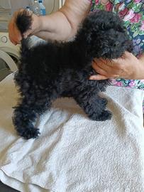 Cani barbonicino toy e nano