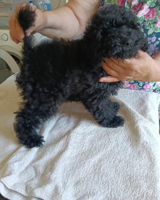 Cani barbonicino toy e nano