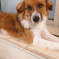 Cuccioli di 1 annetto e mezzo