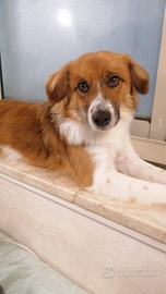 Cuccioli di 1 annetto e mezzo