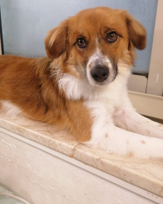 Cuccioli di 1 annetto e mezzo